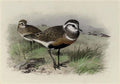 archibald thorburn dotterel A4 Photo Print