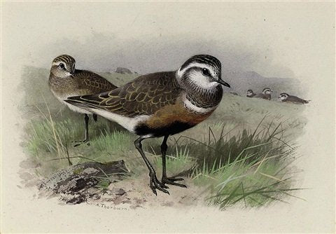 archibald thorburn dotterel A4 Photo Print
