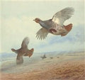 archibald thorburn down wind partridge in flight A4 Photo Print