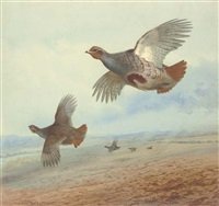 archibald thorburn down wind partridge in flight A4 Photo Print