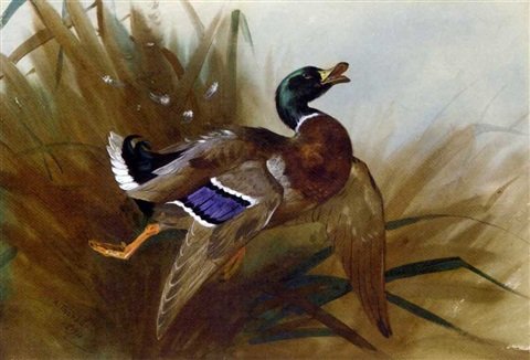 archibald thorburn drake A4 Photo Print
