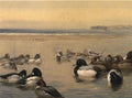 archibald thorburn ducks along a shoreline A4 Photo Print