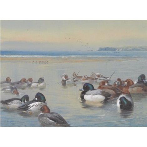 archibald thorburn ducks along the shoreline A4 Photo Print