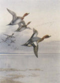 archibald thorburn ducks in flight A4 Photo Print