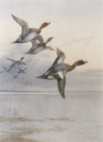 archibald thorburn ducks in flight A4 Photo Print