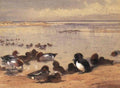 archibald thorburn ducks on the shore A4 Photo Print