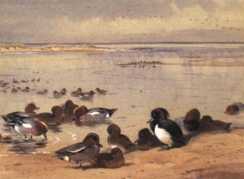 archibald thorburn ducks on the shore A4 Photo Print