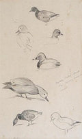 archibald thorburn ducks study 3 works in 1 frame A4 Photo Print