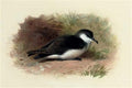 archibald thorburn dusky shearwater puffinus obscurus A4 Photo Print