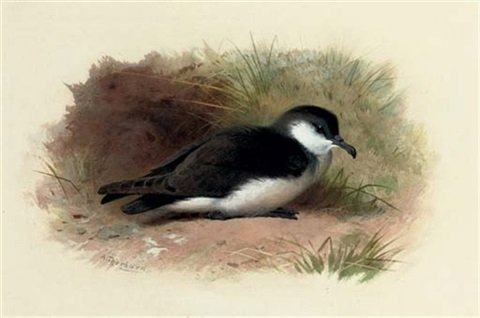 archibald thorburn dusky shearwater puffinus obscurus A4 Photo Print