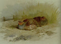 archibald thorburn dusting partridge A4 Photo Print