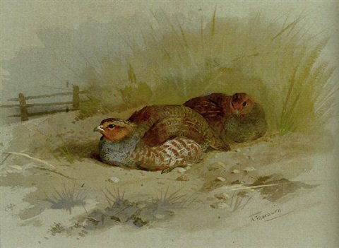 archibald thorburn dusting partridge A4 Photo Print