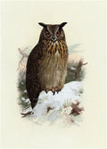 archibald thorburn eagle owl A4 Photo Print