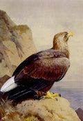 archibald thorburn eagle A4 Photo Print