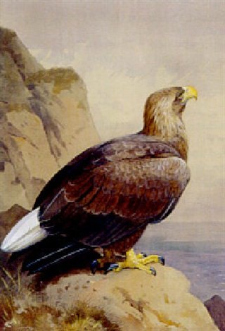 archibald thorburn eagle A4 Photo Print