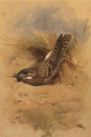 archibald thorburn egyptian nightjar A4 Photo Print