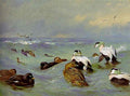 archibald thorburn eider and scoter in choppy water A4 Photo Print