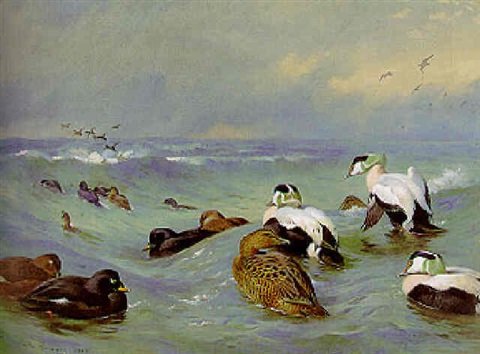archibald thorburn eider and scoter in choppy water A4 Photo Print