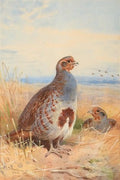 archibald thorburn english partridge in a cornfield A4 Photo Print