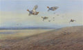 archibald thorburn english partridge in flight red legged partridge below A4 Photo Print