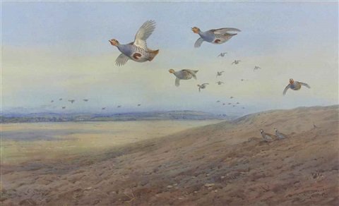 archibald thorburn english partridge in flight red legged partridge below A4 Photo Print
