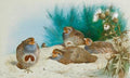 archibald thorburn english partridge with gorse and thistles A4 Photo Print