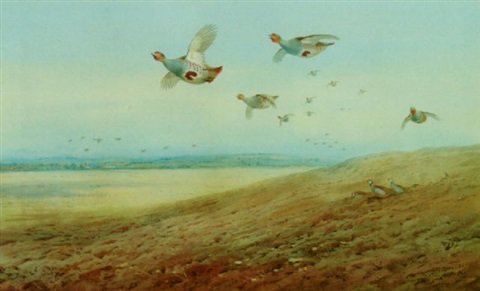 archibald thorburn english partridge A4 Photo Print