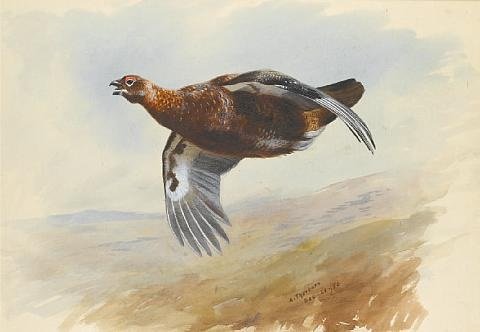 archibald thorburn enjoying the flight A4 Photo Print