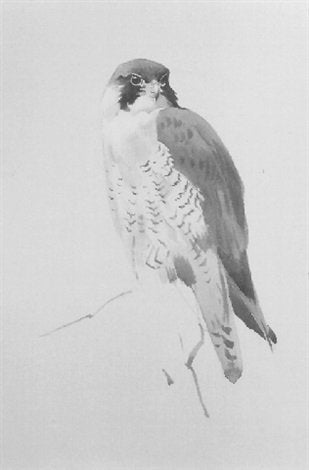 archibald thorburn falcon A4 Photo Print