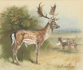 archibald thorburn fallow deer A4 Photo Print