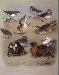 archibald thorburn family scolopacidae A4 Photo Print