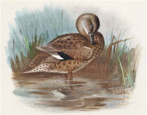 archibald thorburn female mallard A4 Photo Print