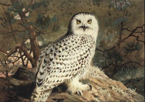 archibald thorburn female snowy owl A4 Photo Print