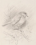 archibald thorburn finches study 3 works in 1 frame A4 Photo Print