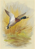 archibald thorburn flying mallard A4 Photo Print