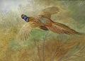 archibald thorburn flying pheasant A4 Photo Print