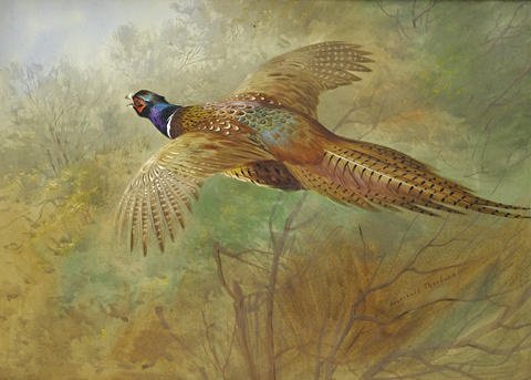 archibald thorburn flying pheasant A4 Photo Print