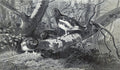 archibald thorburn foraging grouse A4 Photo Print