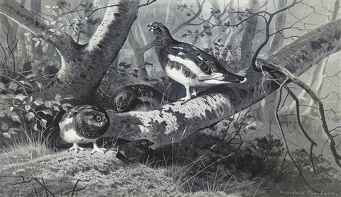 archibald thorburn foraging grouse A4 Photo Print