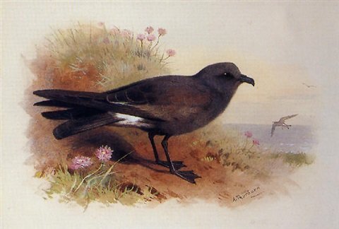 archibald thorburn forked tailed petrel A4 Photo Print