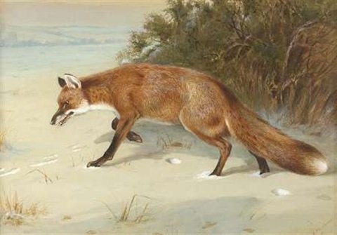 archibald thorburn fox in snow A4 Photo Print