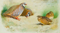 archibald thorburn french partridge and chicks A4 Photo Print