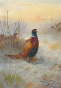 archibald thorburn frosty morning pheasant in winter A4 Photo Print