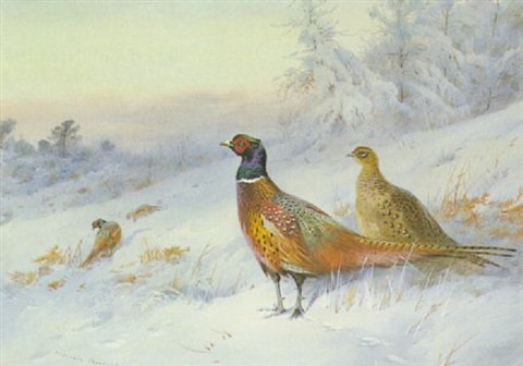 archibald thorburn frosty sunrise pheasants in the snow A4 Photo Print