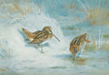 archibald thorburn frozen out snipe A4 Photo Print