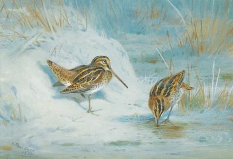 archibald thorburn frozen out snipe A4 Photo Print