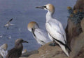 archibald thorburn gannets A4 Photo Print