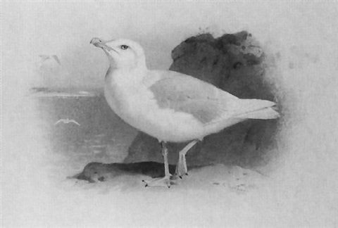 archibald thorburn glaucous gull A4 Photo Print