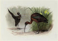 archibald thorburn glossy ibis A4 Photo Print