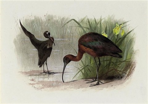 archibald thorburn glossy ibis A4 Photo Print